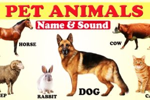 🐴🐮🐶 PET ANIMALS NAME AND SOUND FOR KIDS | 🐷🐏🐓FARM ANIMALS | DOMESTIC ANIMALS | ANIMAL SOUNDS |