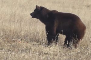 PETA Rescues 23 Bears From Concrete Pits | PETA Animal Rescues