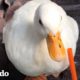 Pato ama tanto las duchas que su mamá lo lleva a una cascada real | El Dodo