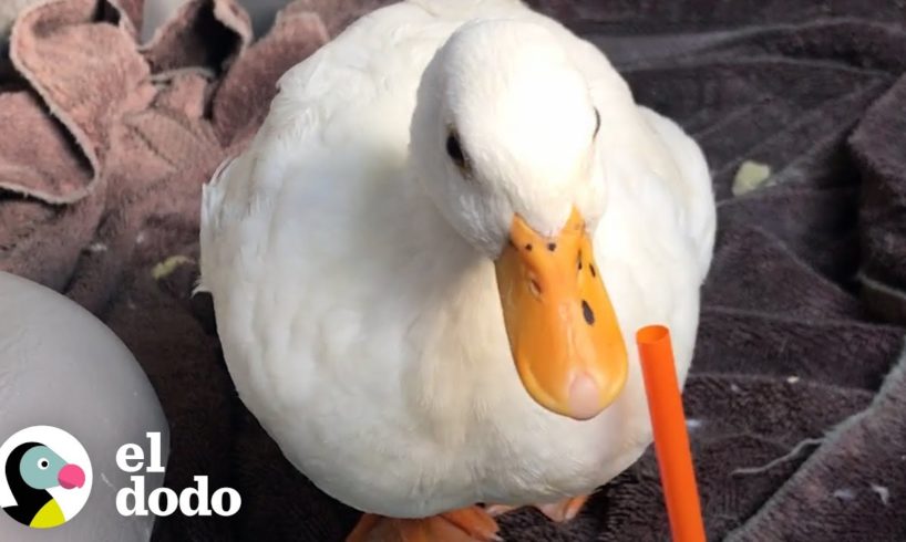 Pato ama tanto las duchas que su mamá lo lleva a una cascada real | El Dodo