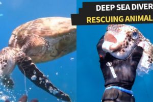 People rescuing animals in the ocean! | Amazing Deep Sea Rescues