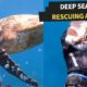 People rescuing animals in the ocean! | Amazing Deep Sea Rescues