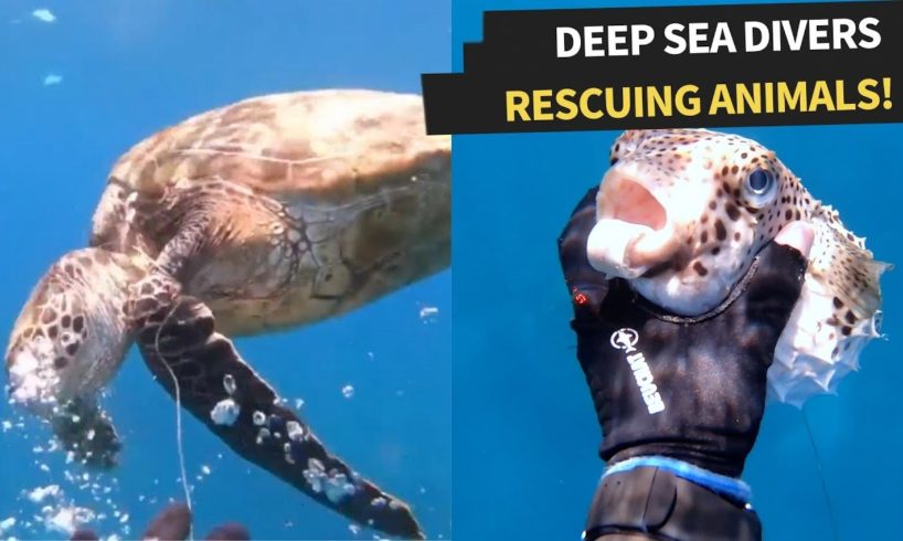 People rescuing animals in the ocean! | Amazing Deep Sea Rescues