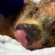 Pequeño cerdito de 3 semanas de edad rescatado con sarna | El Dodo