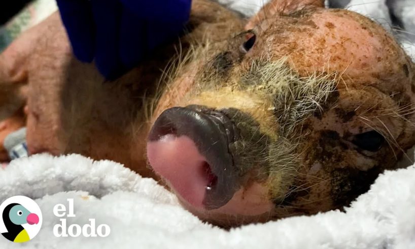 Pequeño cerdito de 3 semanas de edad rescatado con sarna | El Dodo