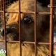 Pequeño perro callejero no pudo ser atrapado por un mes entero | El Dodo