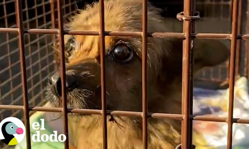 Pequeño perro callejero no pudo ser atrapado por un mes entero | El Dodo
