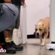 Perrita asustada de una caja de cartón es el perro familiar más feliz ahora | Puro Pitbull | El Dodo
