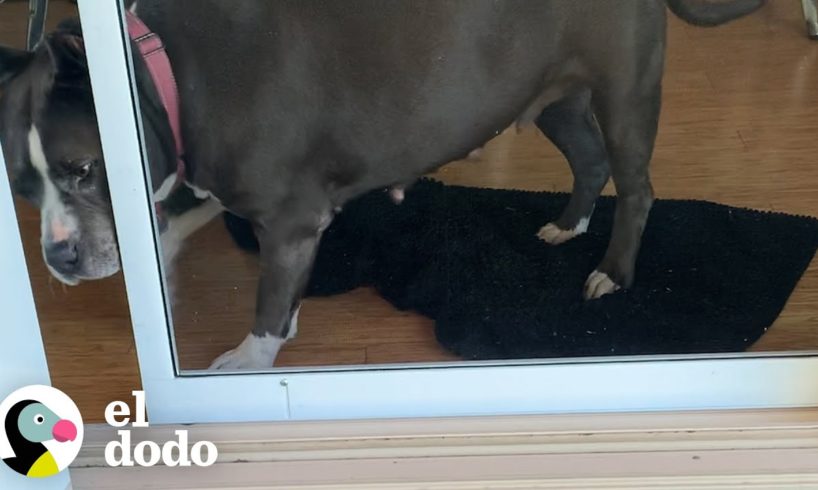 Perrita traviesa abre la puerta sola | Puro Pitbull | El Dodo