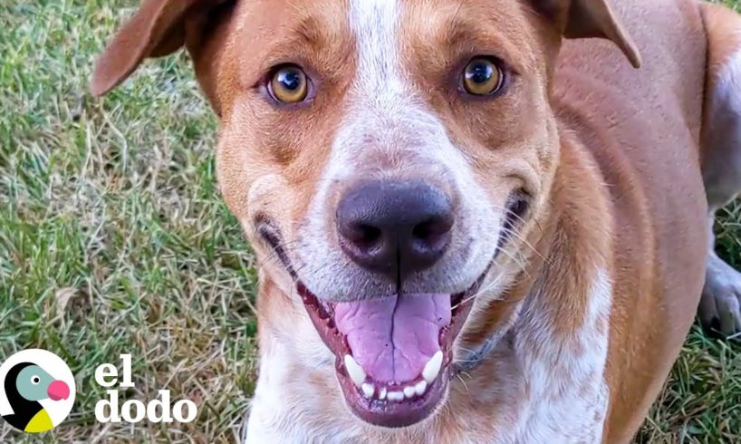 Perro callejero aparece en el porche... Luego trae a casa un gatito | El Dodo