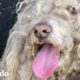 Perro callejero enmarañado está irreconocible después de su primer corte de pelo | El Dodo