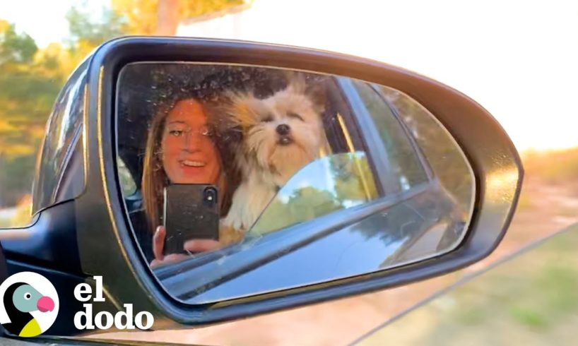 Perro persigue carro pidiendo ser rescatado | Parejas Disparejas | El Dodo