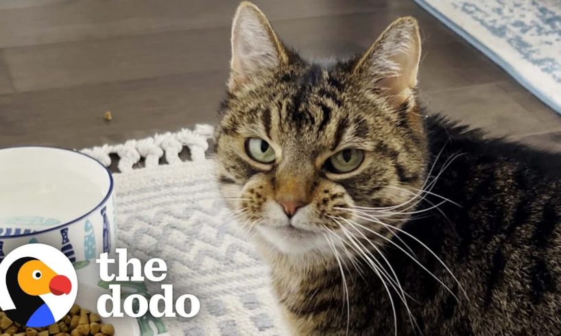 Picky Senior Cat Only Eats When She's Being Pet | The Dodo Soulmates