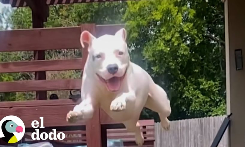 Pitbull le escribe una carta de amor a su hermano | Puro Pitbull | El Dodo