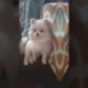 Pomeranian Dog 2022 - Mocha Takes a Break | Animals Playing #Shorts