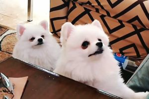 Pomeranian Dog 2022 - Mocha & Sugar try to eat orange | Animals Playing