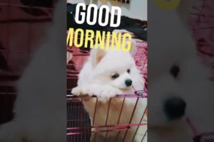 Pomeranian Dog 2022 - Sugar Says Good Morning | Animals Playing #Shorts