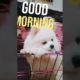 Pomeranian Dog 2022 - Sugar Says Good Morning | Animals Playing #Shorts