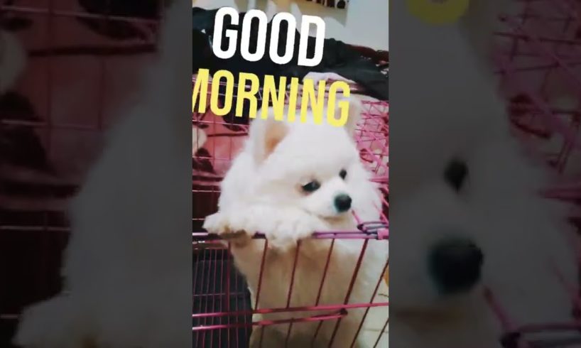 Pomeranian Dog 2022 - Sugar Says Good Morning | Animals Playing #Shorts