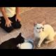 Poor CAT RESCUED Just in Time! Feeding Abandoned Stray Cat And Animal Rescue