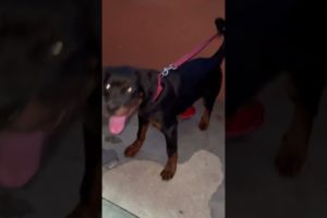 ROTTWEILER PUPPY DOG 5 MONTHS FULLY AGGRESSIVE || ROTTWEILER DOG BARKING TRANING || TITANIUM GANG ||