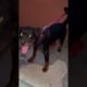 ROTTWEILER PUPPY DOG 5 MONTHS FULLY AGGRESSIVE || ROTTWEILER DOG BARKING TRANING || TITANIUM GANG ||