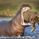 Rare and Unusual Fights Between Animals Caught On Camera