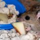Ratón recién nacido encontrado en el piso se convierte en un niño salvaje | El Dodo