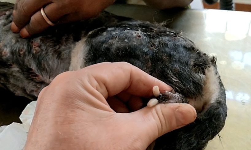 Removing Monster Mango worms From Poor Dog! Animal Rescue Videos 2022