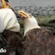 Rescatistas se apresuran a sacar el anzuelo del pico de esta águila calva | El Dodo