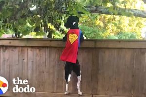 Rescue Dog Does Parkour To Keep The Squirrels Out Of Her Yard | The Dodo