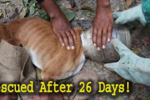 Rescue Dog Head Stuck in Plastic Container | Dog Rescue Bangladesh