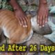 Rescue Dog Head Stuck in Plastic Container | Dog Rescue Bangladesh