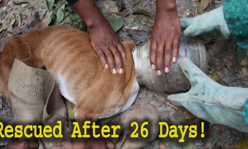 Rescue Dog Head Stuck in Plastic Container | Dog Rescue Bangladesh