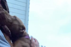 Rescue Dog Was Scared Of Men Until...❤️ | The Dodo Pittie Nation