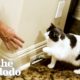 Rescue Kitten Begs To Go To Sleep So She Can Snuggle Her Dad In The Morning | The Dodo Cat Crazy