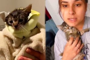 Rescue Kitten In Car Accident On The Highway - The Miracle Of God Revived The Kittens