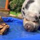 Rescue Pig's Better Half Is A Tortoise | The Dodo Odd Couples