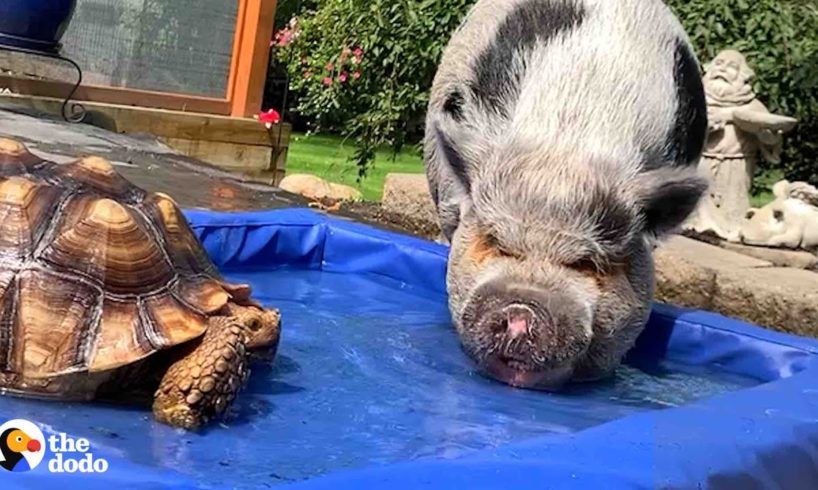 Rescue Pig's Better Half Is A Tortoise | The Dodo Odd Couples