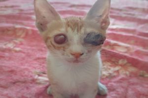 Rescue of a stray little kitten|animal rescue |rescue kitten| abandoned cat
