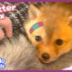 Rescued Baby Fox Needs A Friend | Dodo Kids | All Better