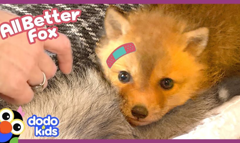 Rescued Baby Fox Needs A Friend | Dodo Kids | All Better