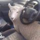 Rescued Sheep Makes Himself Part Of The Family | The Dodo