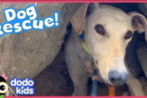 Rescuers Help Mama Dog Get Her Puppies Off A Mountain | Rescued! | Dodo Kids