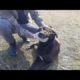 SHOCK ! ! Poor Dog RESCUED Just in Time! Feeding Abandoned Stray Dog And Animal Rescue