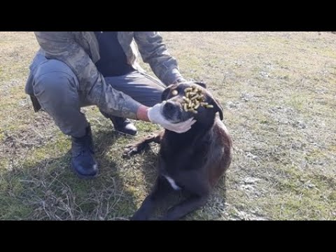 SHOCK ! ! Poor Dog RESCUED Just in Time! Feeding Abandoned Stray Dog And Animal Rescue