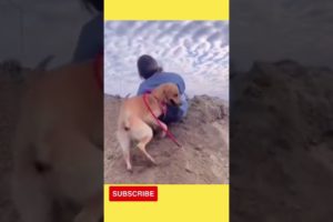SO CUTE BEST FUNNY CATS AND DOGS VIDEOS - FUNNIEST ANIMALS BEST OF THE 2022 ANIMAL VIDEO #shorts