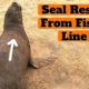 Seal Rescued From Fishing Line Loop