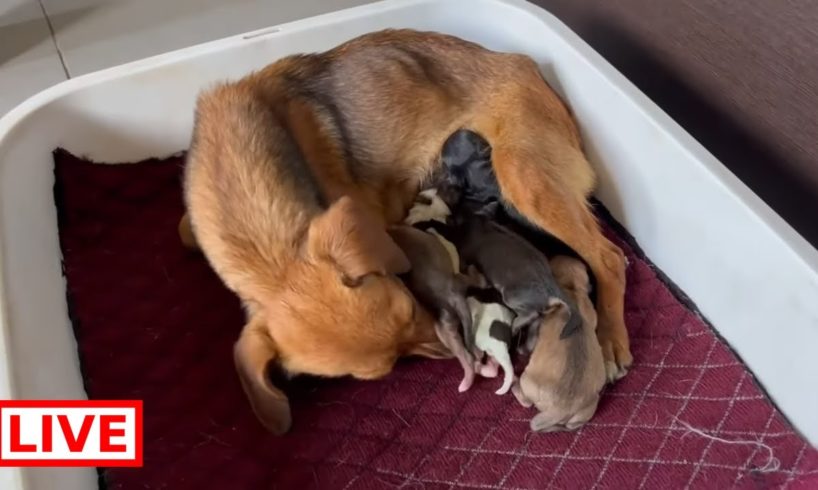 She gave birth 6 beautiful puppies. Now she needs her peace because she is exhausted ❤️