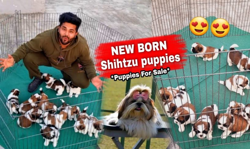Shihtzu Puppies | Cutest Puppies | New Born Puppies | Home Breeding Kennel